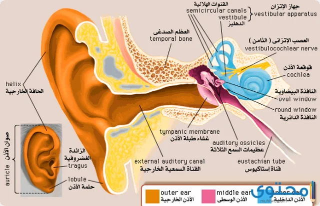 التهاب الأذن الداخلية 