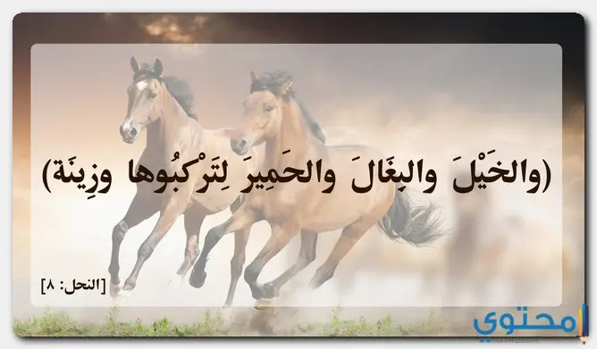 تحريم لحم الخيل