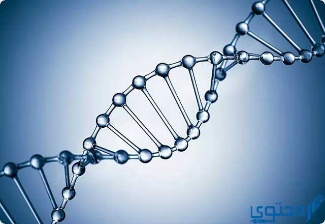 ما هو الحمض النووي