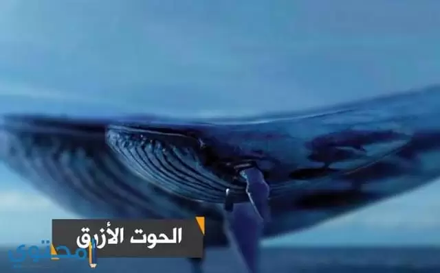 الحوت الازرق7