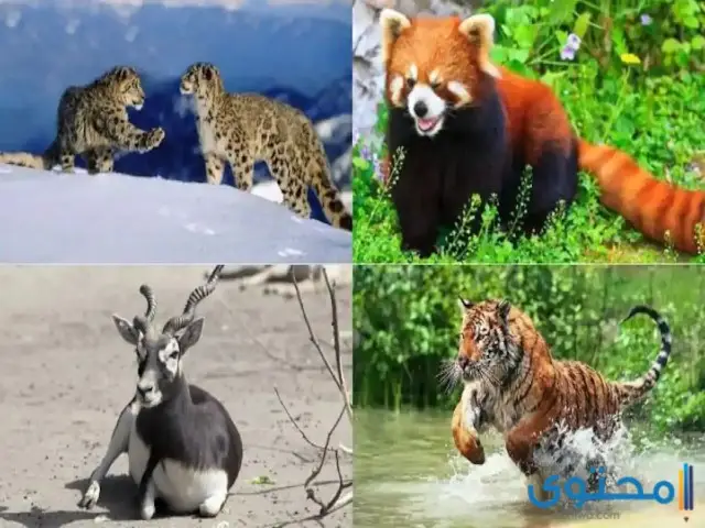 الحيوانات المهددة بالانقراض