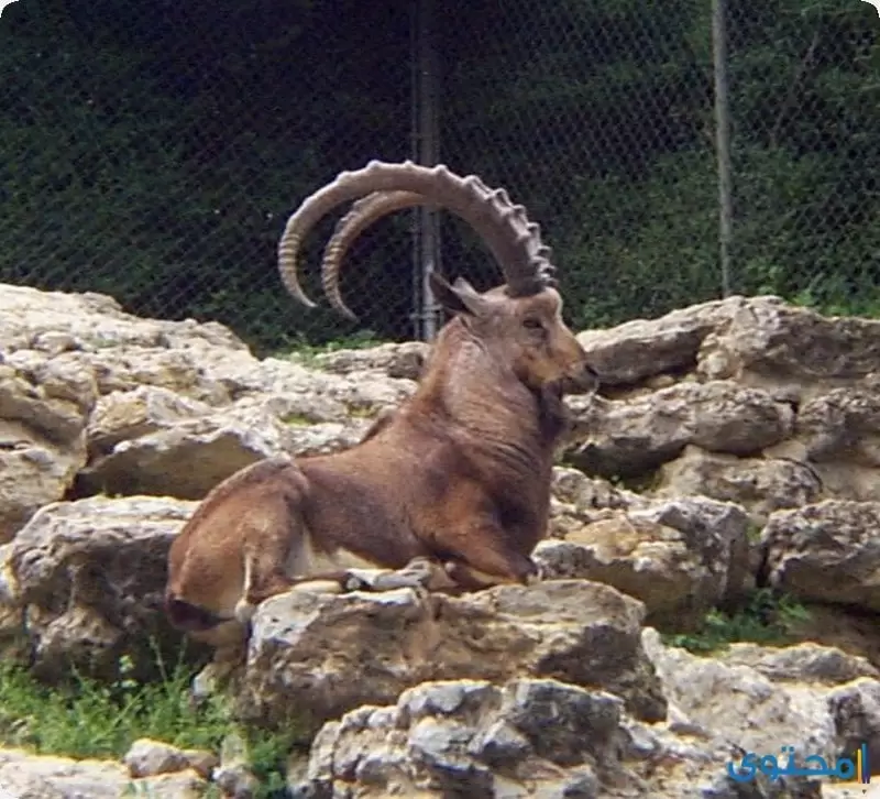 الوعل النوبي  Nubian Ibex 