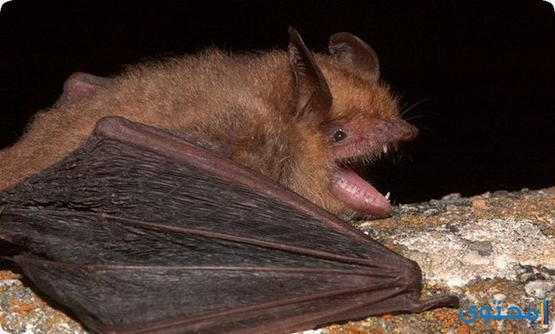 خفافيش جوفروا  Geoffroy’s Bat 