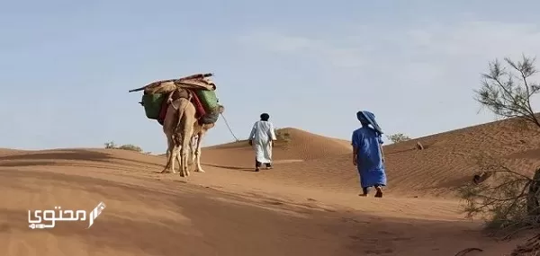 الخوالد وش يرجعون وما أصلهم وأبرز صفاتهم