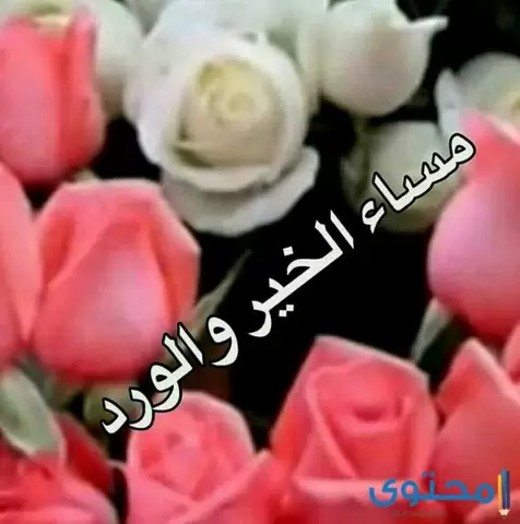 افضل 70 عبارات الرد على مساء الخير