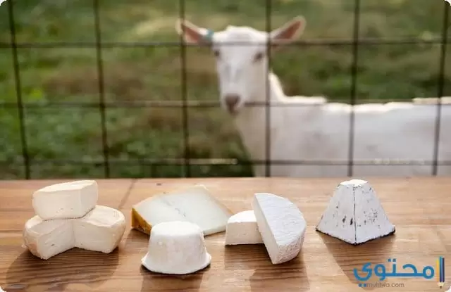 السعرات الحرارية في الجبنة الماعز1