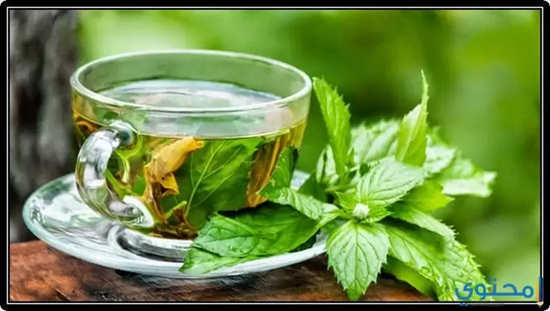 فوائد مشروب الشاي الأخضر بالنعناع لصحة الجسم