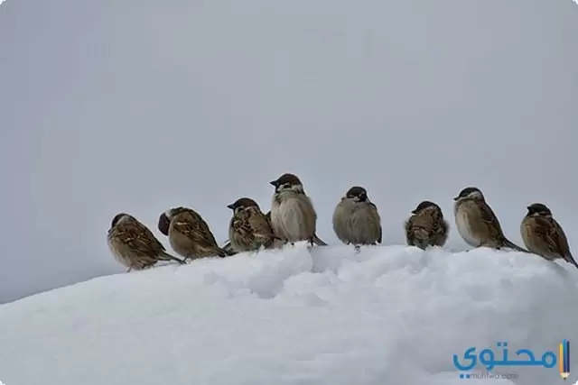 موضوع تعبير عن الشتاء