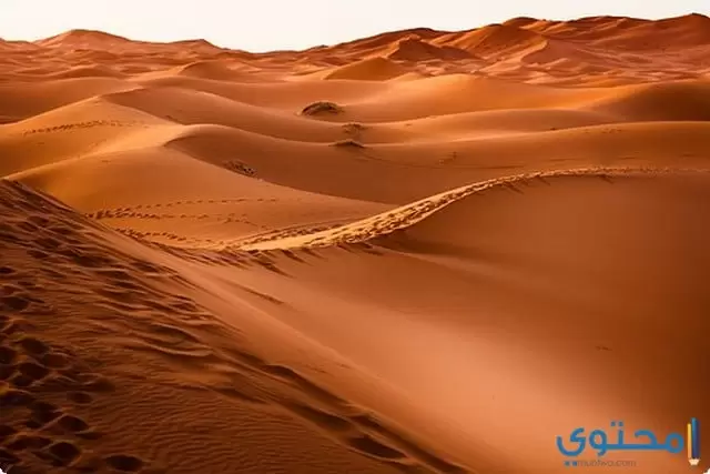 صحراء سيناء