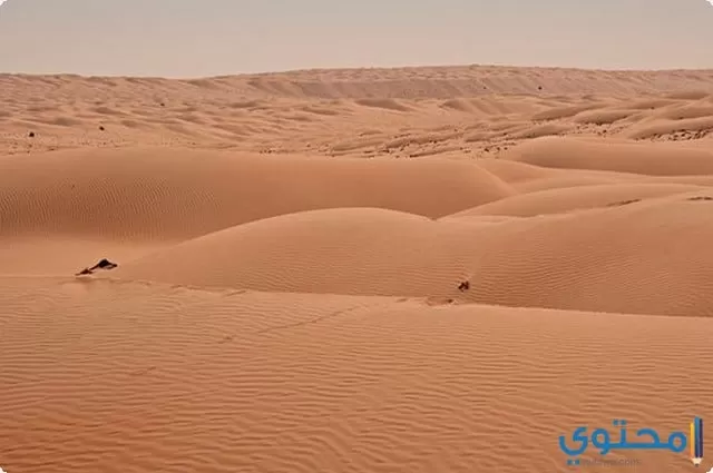 موضوع تعبير عن تعمير الصحراء