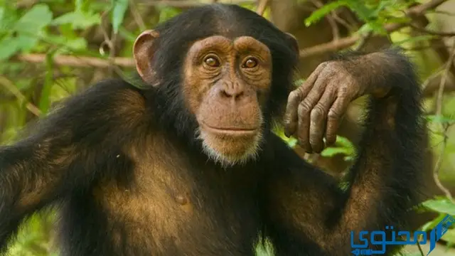 الفرق بين الشمبانزي والقرد