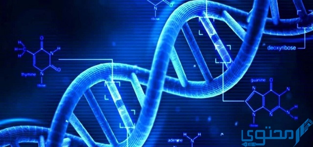 القاعدة النيتروجينية التي توجد في rna ولا توجد في dna؟ 1 القاعدة النيتروجينية
