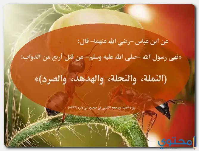 النملة في الشريعة الإسلامية
