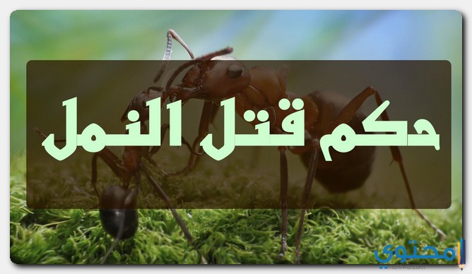 حكم قتل النمل في الشريعة الإسلامية