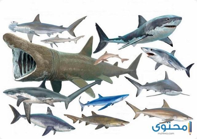انواع أسماك القرش