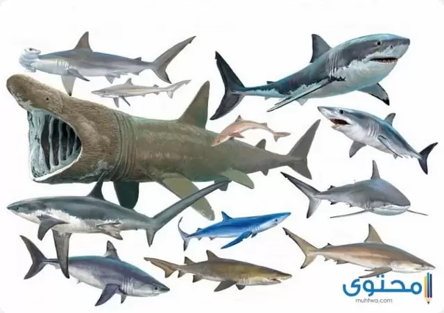 أنواع أسماك القرش