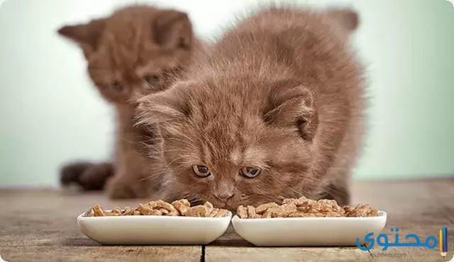 انواع اكل القطط الصغيرة