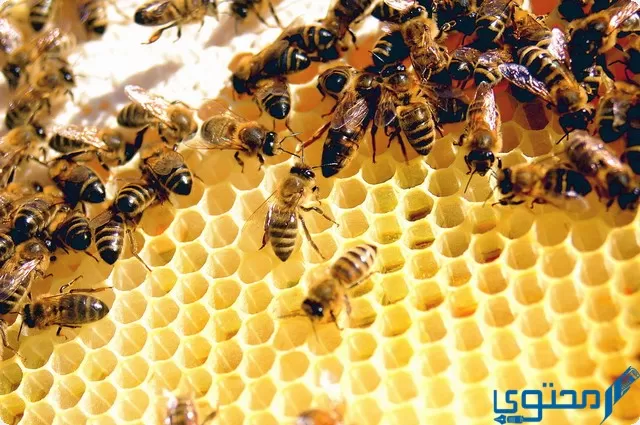بحث حول النحل للسنة الثانية متوسط