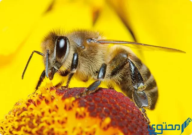 الأبحاث المتعلقة ب النحل