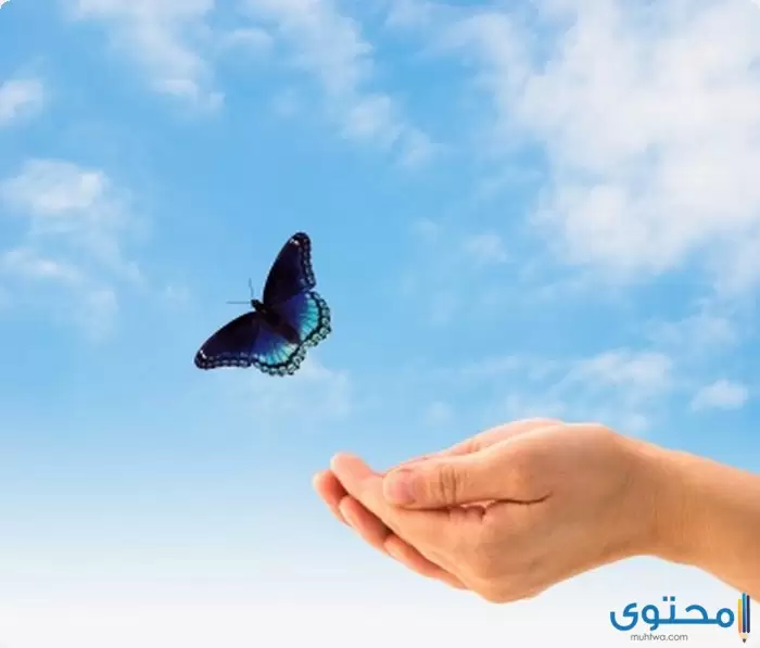بحث عن أهمية الحرية للإنسان