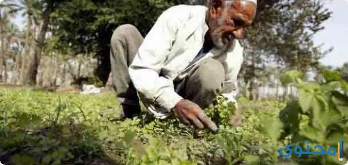 عن أهمية الفلاح2