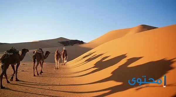 بحث عن البيئة الصحراوية في مصر متكامل الأركان