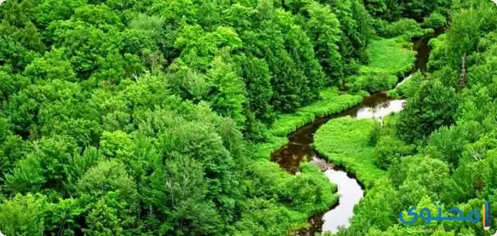 عن النباتات الطبيعية4