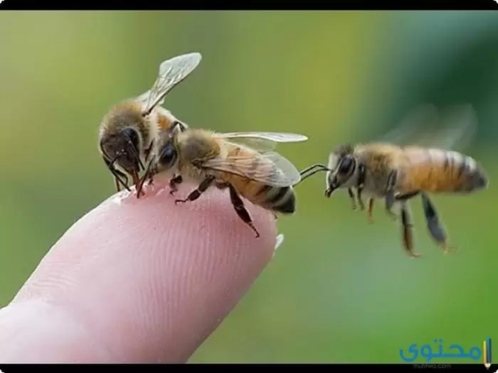 بحث عن النحل