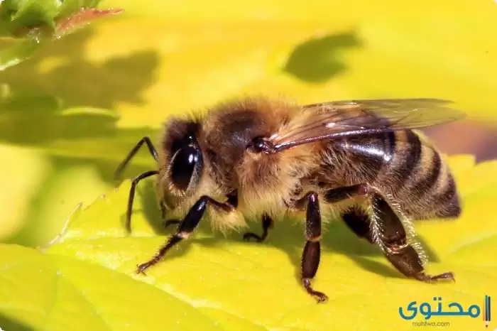 بحث عن النحل ومواصفاته وأنواعه