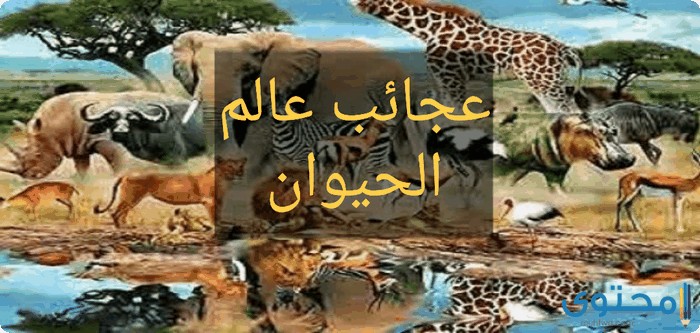 بحث عن عجائب عالم الحيوان 1 عجائب عالم الحيوان