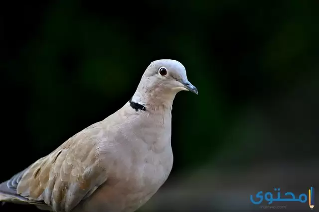 انواع الحمام واسعارها