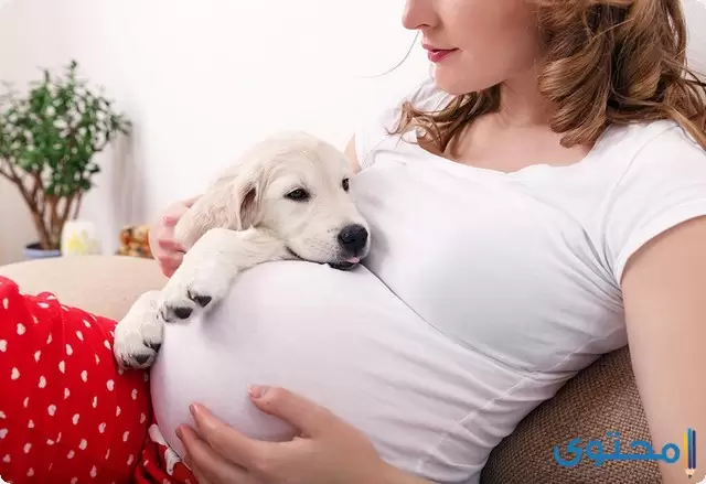 تأثير تربية الحيوانات الأليفة على الحمل