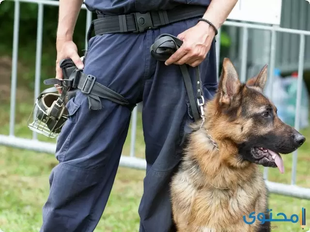 تدريب الكلاب البوليسية 