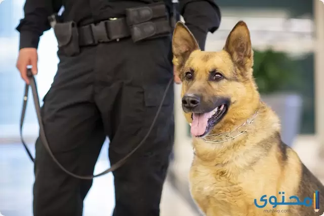 تدريب الكلاب البوليسية على المخدرات
