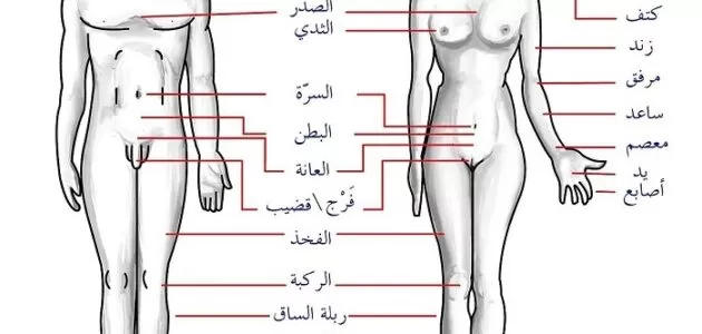 تركيب جسم الإنسان بالتفصيل pdf من  الداخل والخارج
