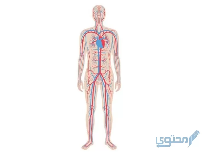 تركيب جسم الإنسان بالتفصيل pdf من  الداخل والخارج