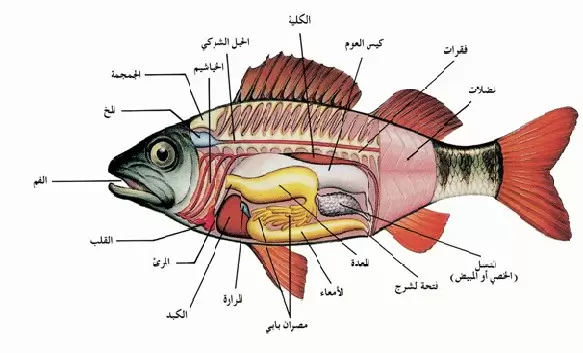 بحث عن الاسماك والبرمائيات
