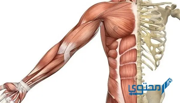 تصنف عضلات المثانة من أنواع العضلات الملساء الإرادية