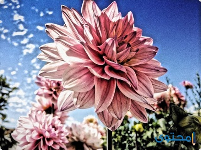 simply hdr apk free download simply hdr apk free download