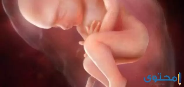 تطور الجنين في الشهر السادس