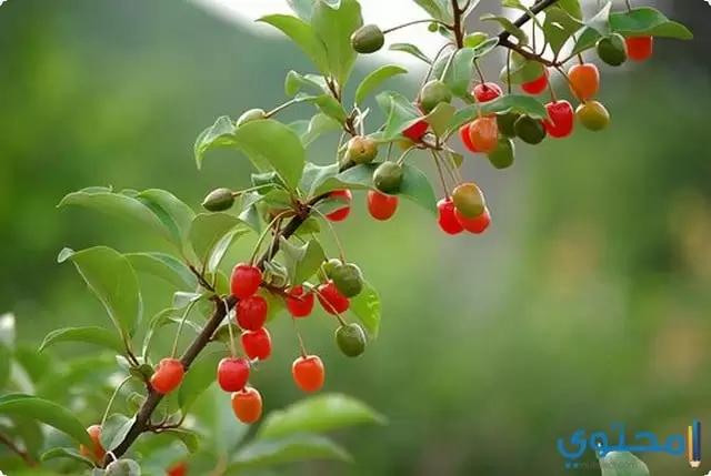 تعبير عن الربيع 24