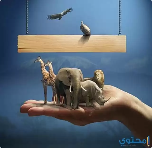 الرفق بالحيوان في الإسلام