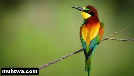 عن الطيور