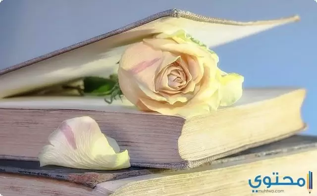 عن الكتاب3