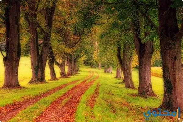 عن وصف الطبيعة2