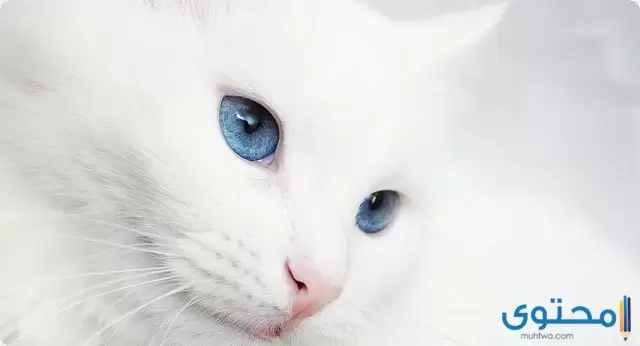 أنواع القطط البيضاء