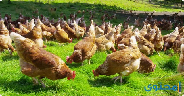 تعلم تربية الدجاج البلدي 2023
