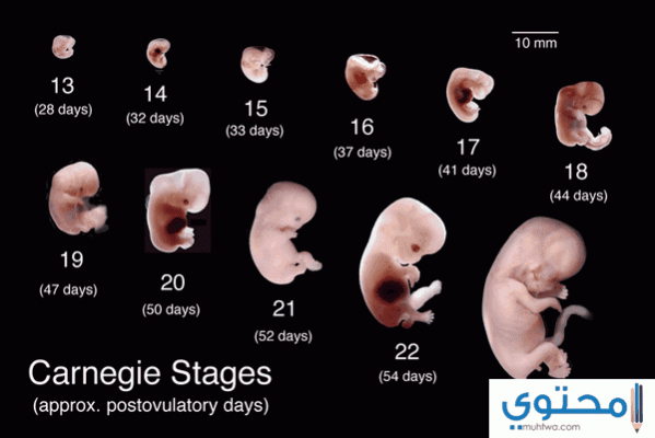 مراحل تكوين الجنين بالصور موقع محتوى