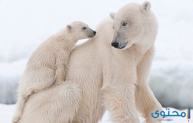 التكيفات للعيش المناطق الدب القطبي في من البارده تساعد التاليه اياً اي من