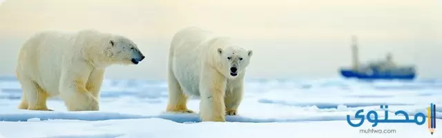 تكيف الدب القطبي للعيش في المناطق المتجمدة